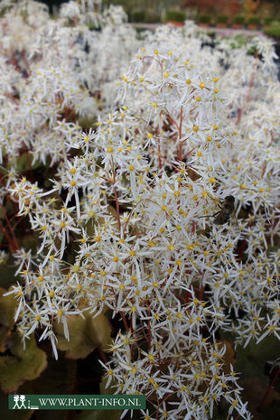 Saxifraga cortusifolia 'Rubrifolia' P9