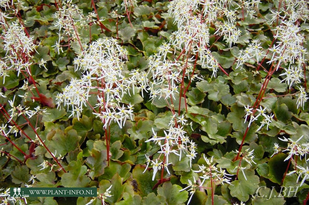 Saxifraga cortusifolia 'Rubrifolia' P9