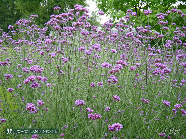 Verbena bonariensis P9