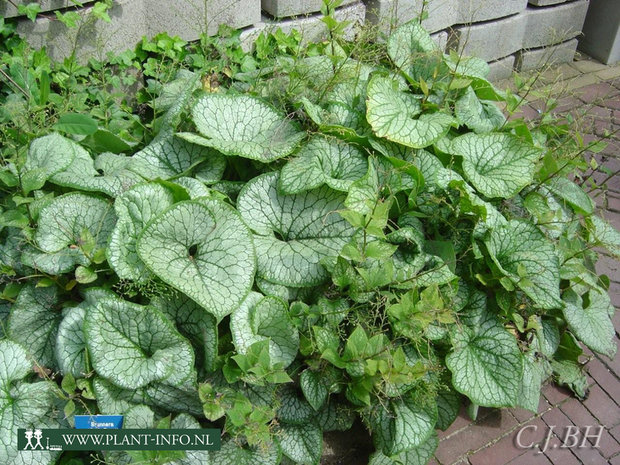 Brunnera m. 'Jack Frost' (R) P9