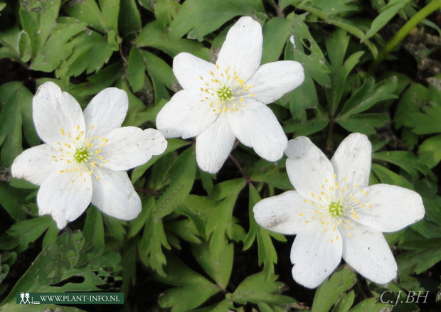 Anemone nemorosa P9