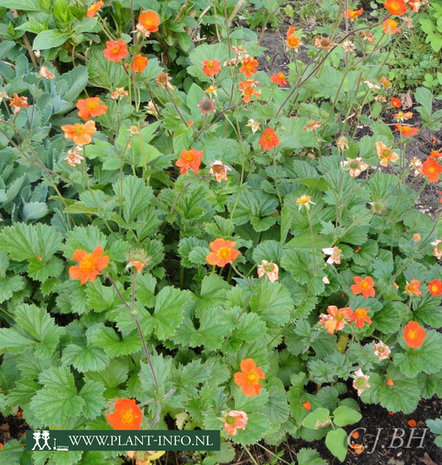 Geum coccineum 'Borisii' P9