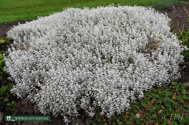 Cerastium tomentosum P9