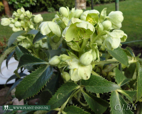 Helleborus argutifolius P9