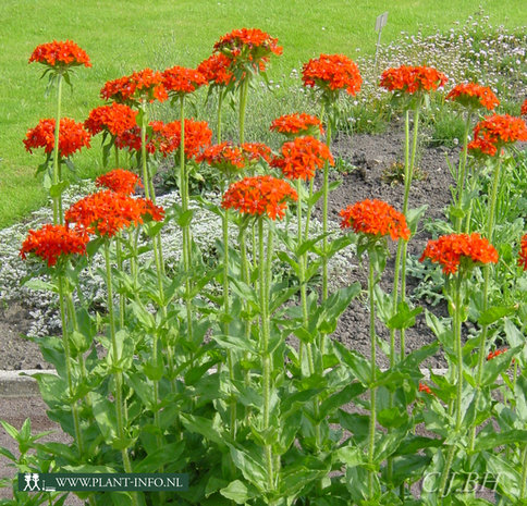 Lychnis chalcedonica P9