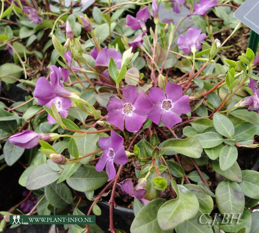 Vinca minor 'Atropurpurea' P9