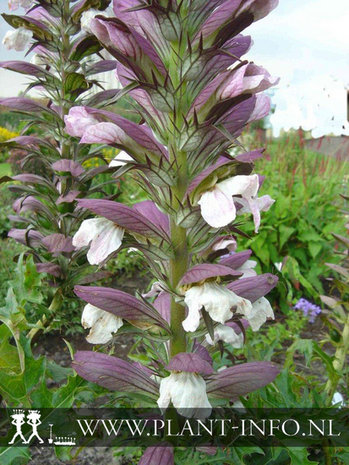 Acanthus spinosus P9