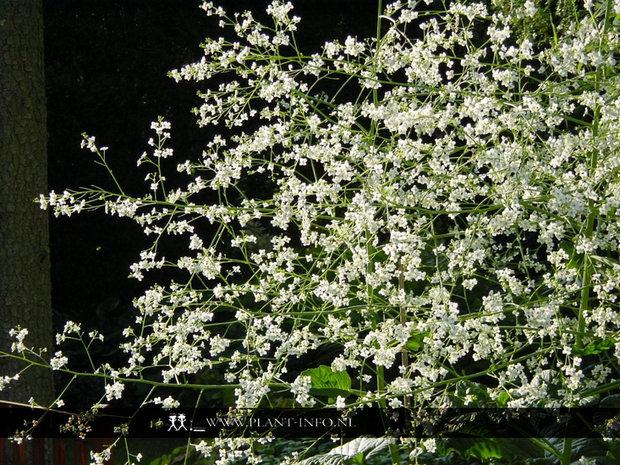 Crambe cordifolia P9