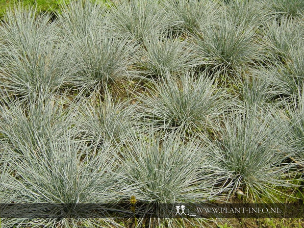 Festuca glauca 'Elijah Blue' P9