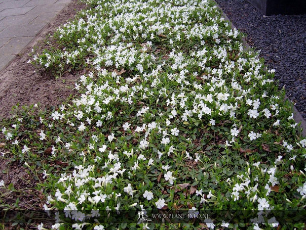 Vinca minor 'Gertrude Jekyll' P9