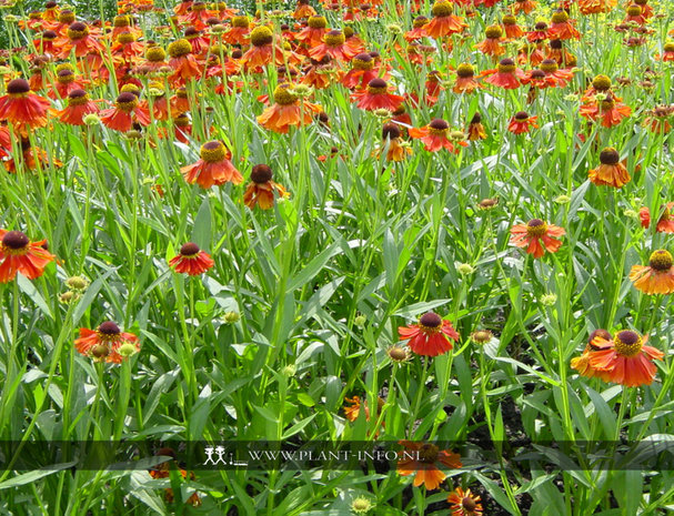 Helenium 'Moerheim Beauty' P9