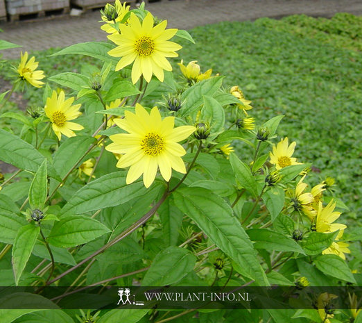 Helianthus 'Lemon Queen' P9