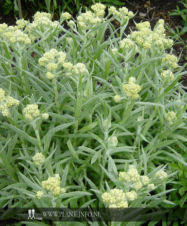 Helichrysum 'Schwefellicht' P9