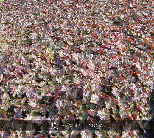 Heuchera 'Rachel' P9