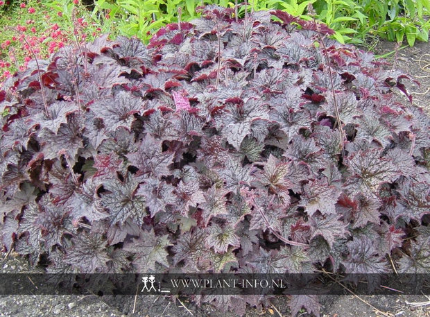 Heuchera mic. 'Palace Purple' P9