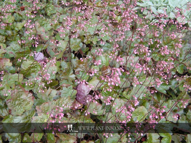 Heuchera 'Rachel' P9