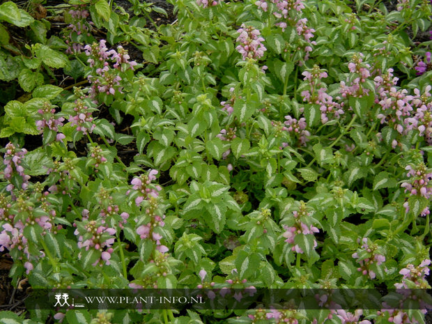 Lamium mac. 'Shell Pink' P9