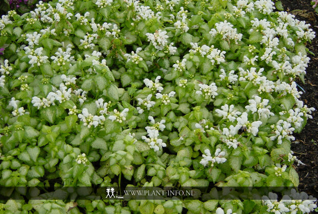 Lamium mac. 'White Nancy' P9