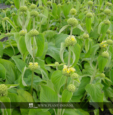 Phlomis russeliana P9