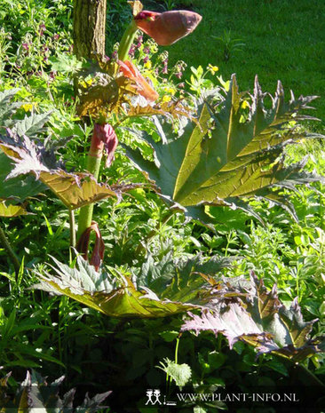 Rheum palmatum tanguticum P9