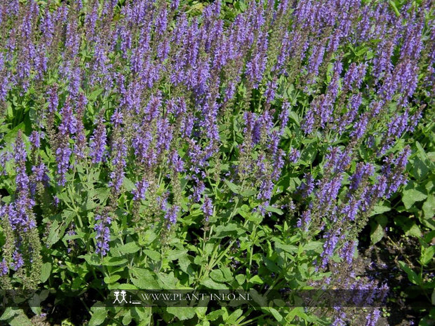 Salvia nemorosa 'Blauhügel' P9