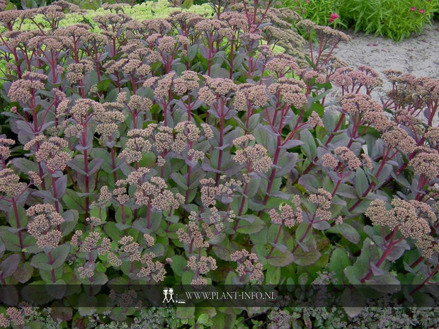 Sedum 'Matrona' P9