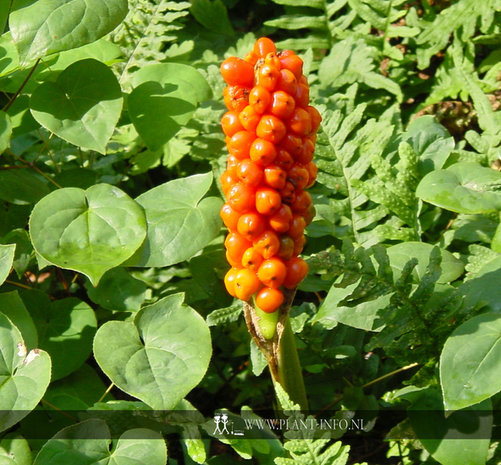 Arum italicum P9