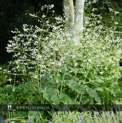 Crambe cordifolia P9