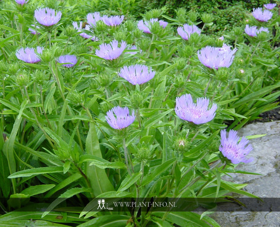 Stokesia laevis P9