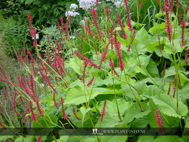 Persicaria amp. 'Speciosa' P9