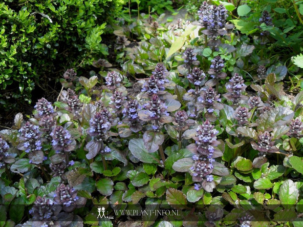 Ajuga reptans 'Atropurpurea' P9