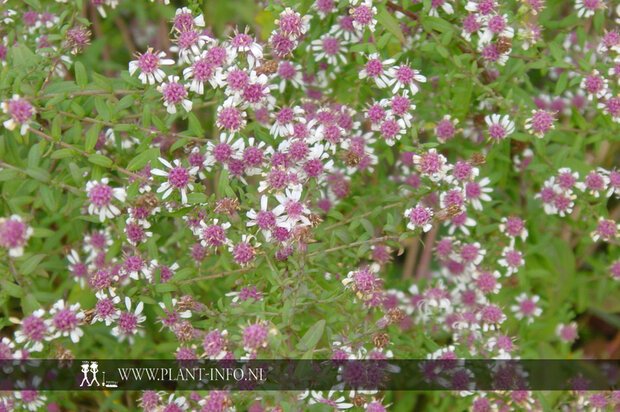 Aster lat. 'Horizontalis' P9