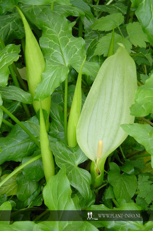 Arum italicum P9