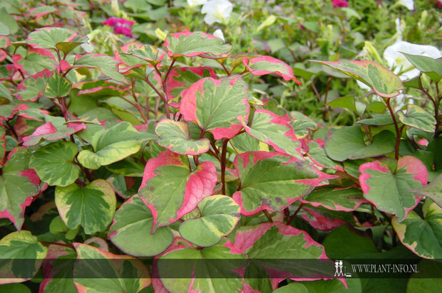 Houttuynia cordata 'Chameleon' P9