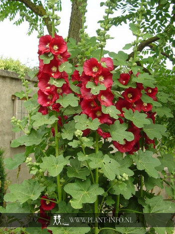 Alcea ficifolia P9