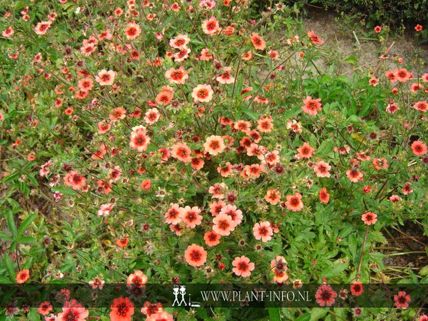 Potentilla nep. 'Miss Willmott' P9