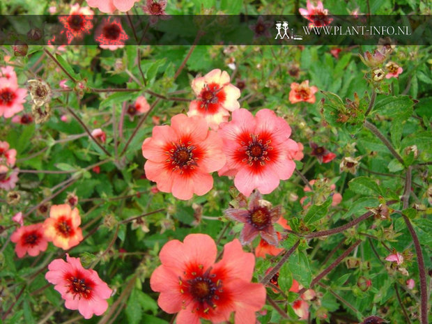 Potentilla nep. 'Miss Willmott' P9