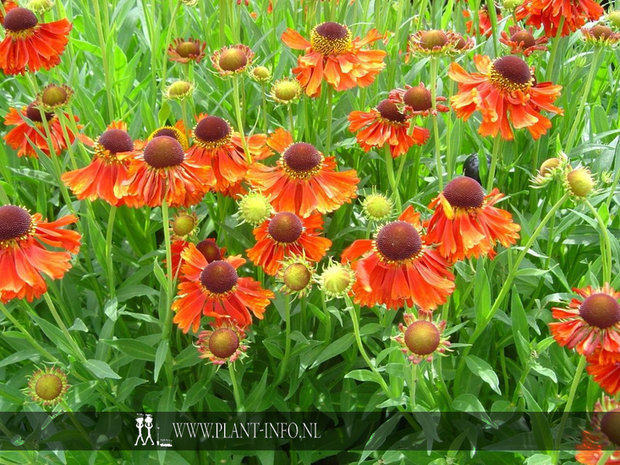 Helenium 'Moerheim Beauty' P9