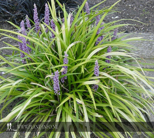 Liriope m. 'Ingwersen' P9