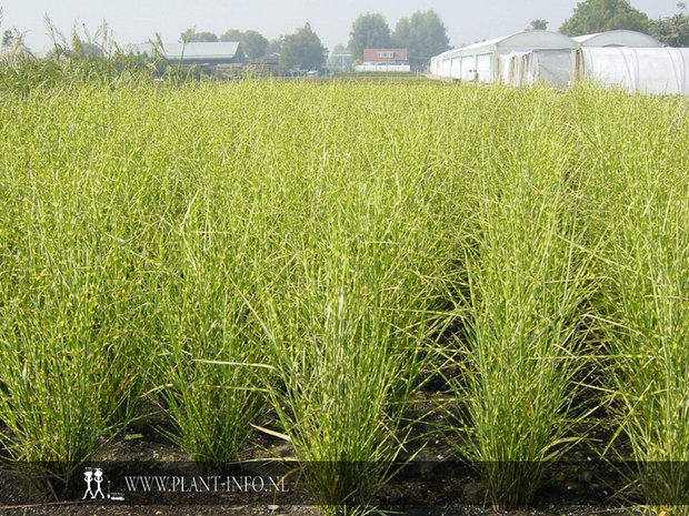 Miscanthus s. 'Strictus' P11