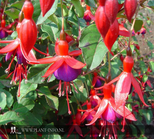Fuchsia 'Mrs Popple' P9
