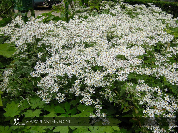 Aster divaricatus P9