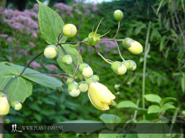 Kirengeshoma palmata P9