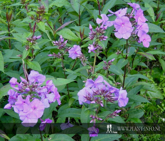 Phlox (P) 'Amethyst' P9