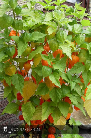 Physalis alkekengi franchetii P9