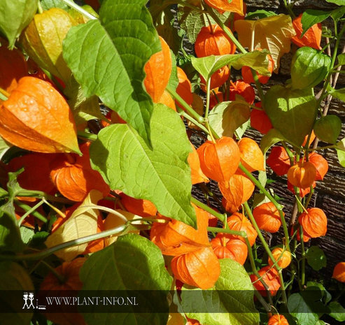 Physalis alkekengi franchetii P9