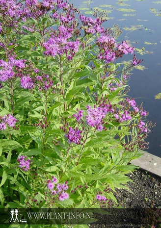 Vernonia crinita 'Mammuth' P9