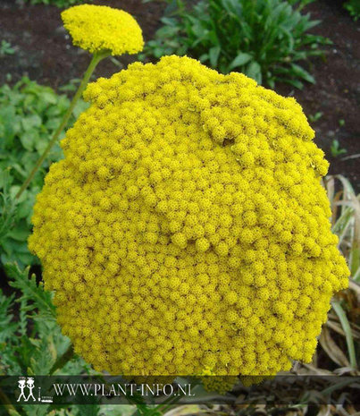 Achillea 'Coronation Gold' P9