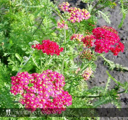 Achillea mil. 'Paprika' P9