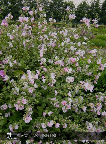 Lavatera 'Barnsley' P9